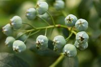 developing-blueberries-2QYPAZU